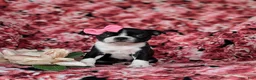 Boston Terrier dogs for sale: Elyce - Ad 1