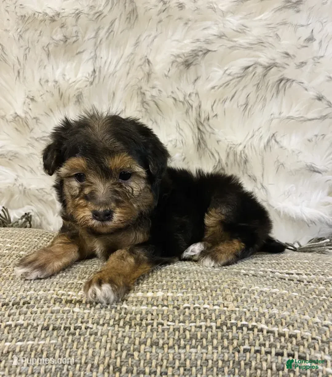 Mini Bernedoodle dogs for sale: SUGAR COOKIE - Ad 1