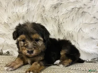 Mini Bernedoodle dogs SUGAR COOKIE - Ad 7