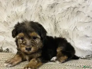 Mini Bernedoodle dogs SUGAR COOKIE - Ad 31