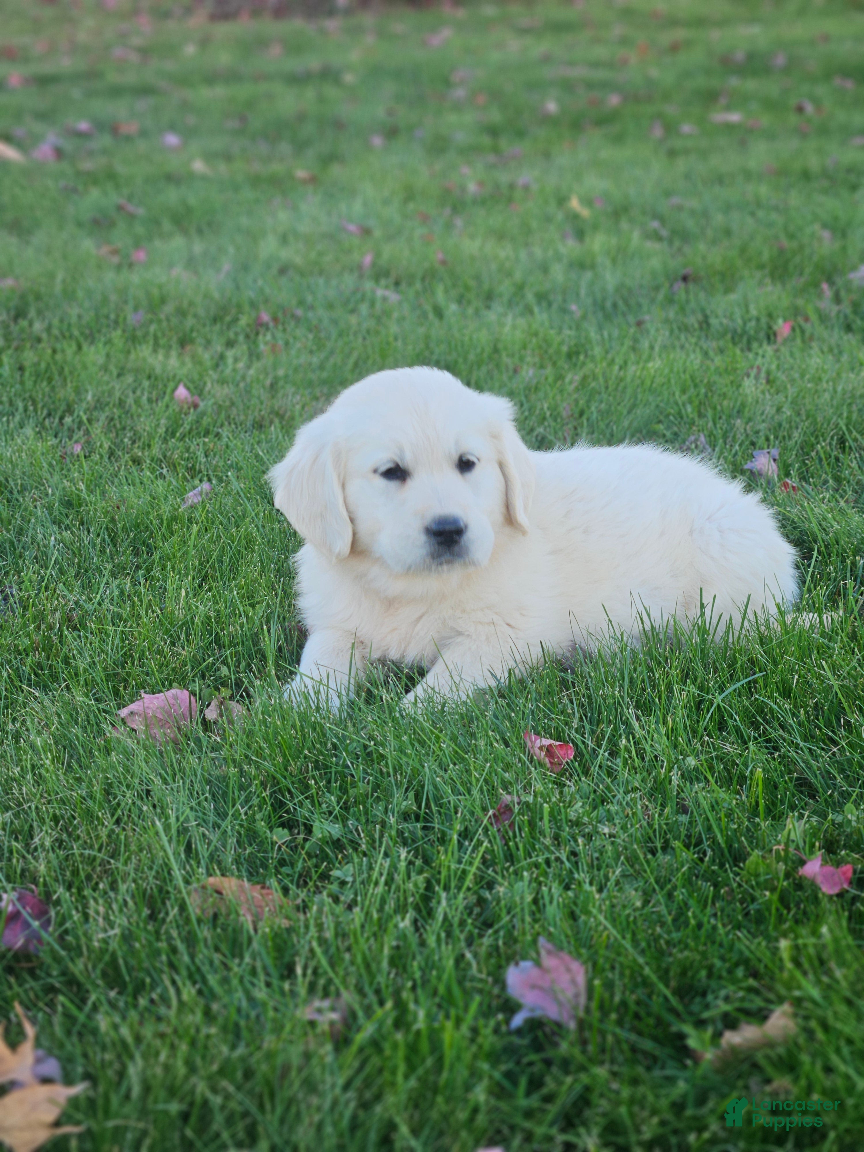 Golden Retriever dogs Gracie - Ad 2