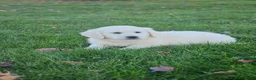 Golden Retriever dogs for sale: Gracie - Ad 2