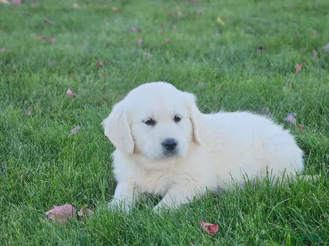 Golden Retriever dogs Gracie - Ad 2