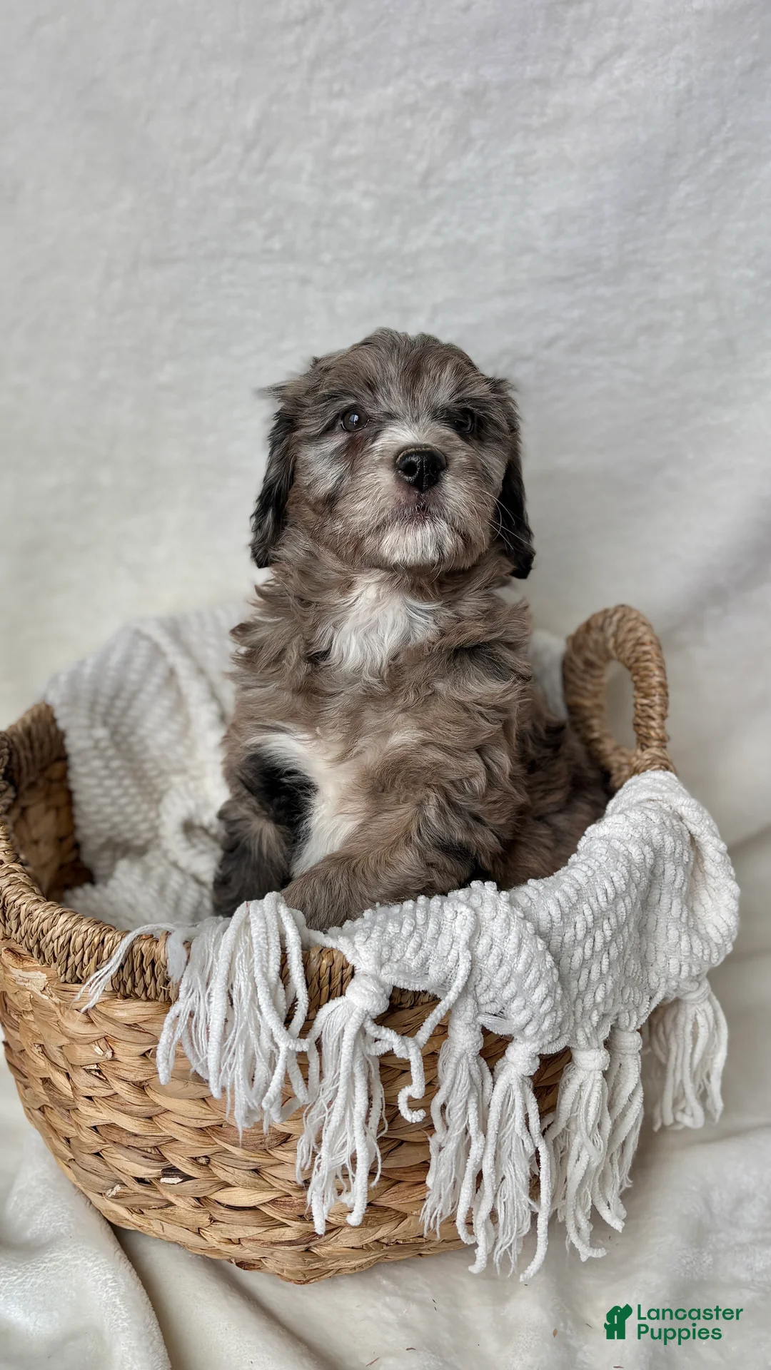 Bernedoodle dogs for sale: Bella - Ad 5