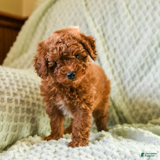 Gallery Image {{count}}