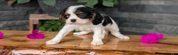 Cavalier King Charles Spaniel dogs for sale: Remi - Ad 4