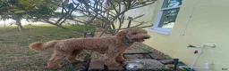 Goldendoodle dogs for sale: 24k Gold Collar - Ad 4
