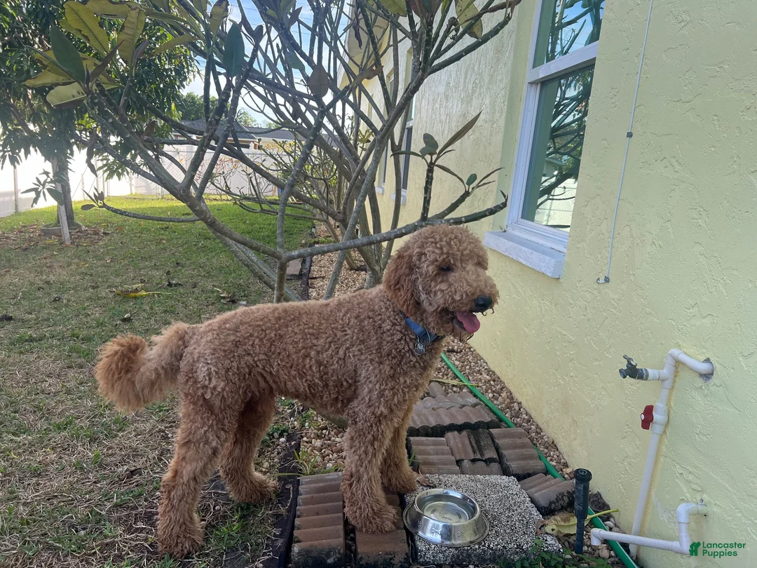 Goldendoodle dogs for sale: 24k Gold Collar - Ad 4