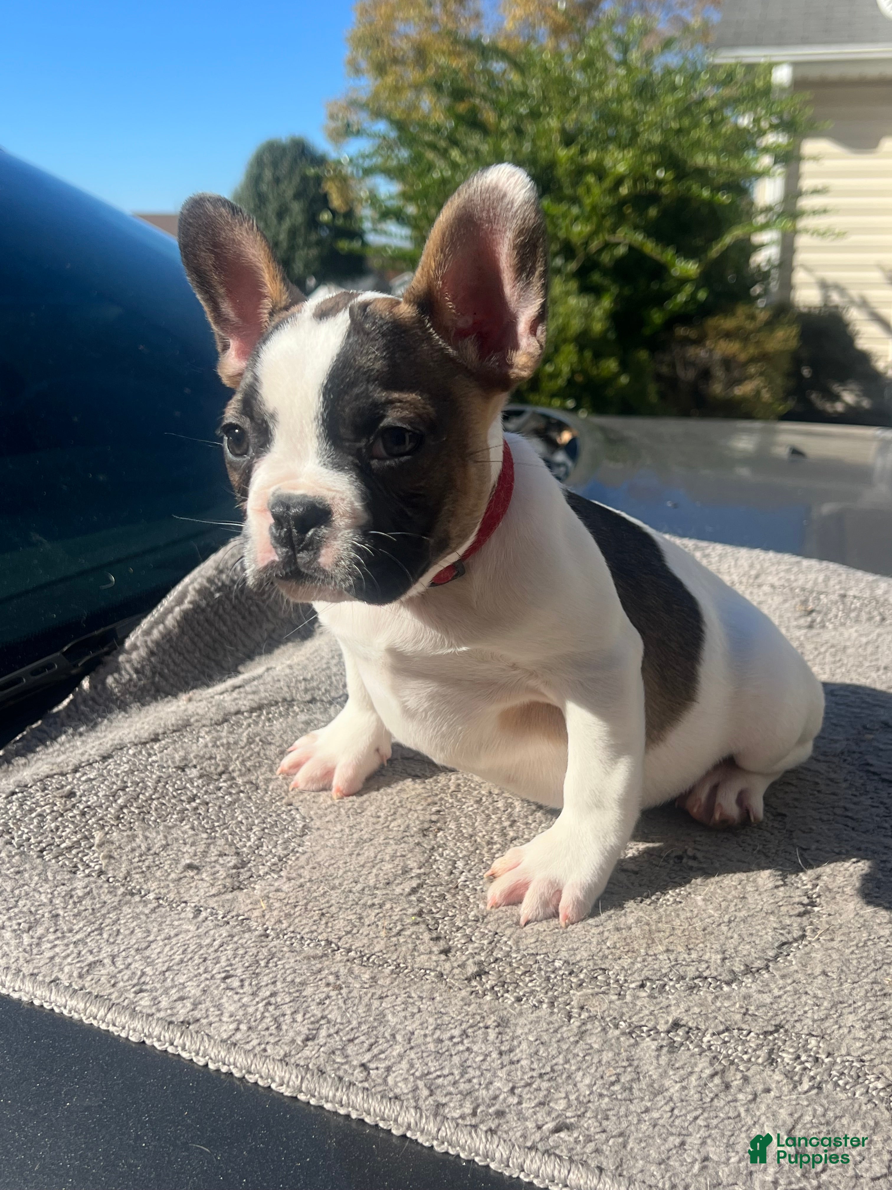 French Bulldog dogs French Bulldog Puppy 2 - Ad 27