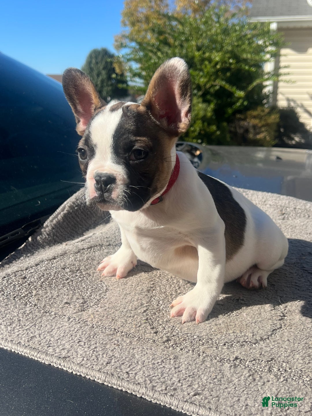 French Bulldog dogs for sale: French Bulldog Puppy 2 - Ad 1