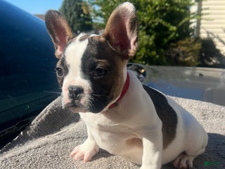 French Bulldog dogs French Bulldog Puppy 2 - Ad 27