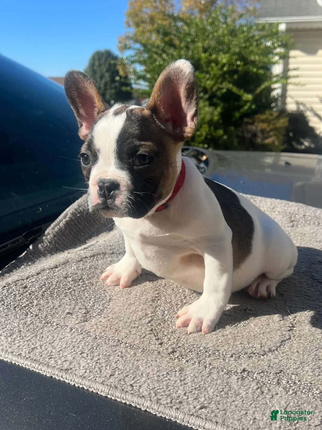 French Bulldog dogs for sale: French Bulldog Puppy 2 - Ad 1