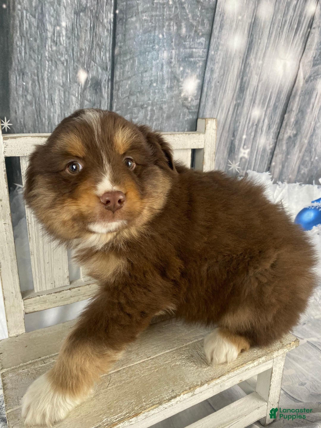 Australian Shepherd dogs for sale: Orion - Ad 12