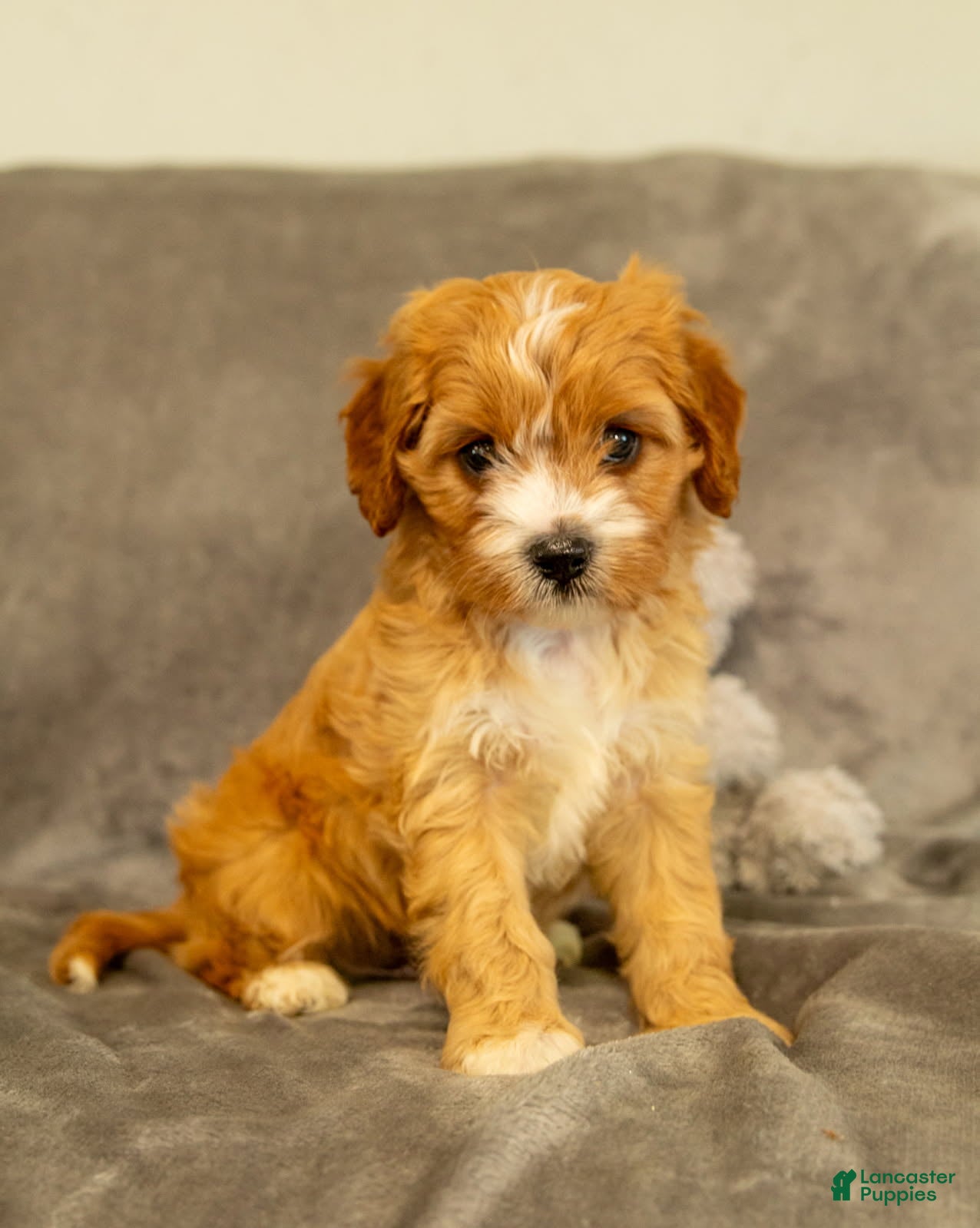 Cavapoo dogs Bruno - Ad 1