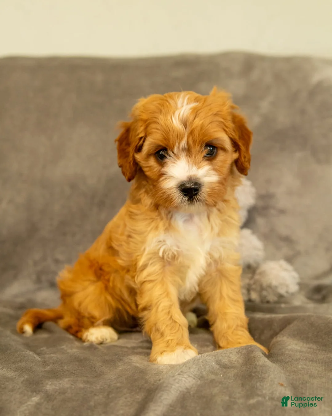 Cavapoo dogs for sale: Bruno - Ad 1
