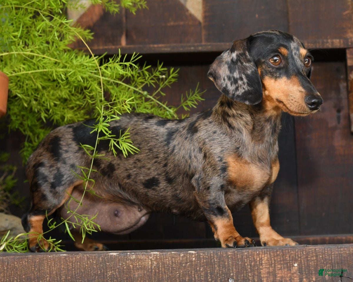 Miniature Dachshund dogs for sale: Rocky - Ad 10