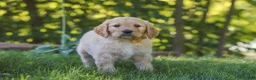Mixed Breed dogs for sale: Jano - Ad 6