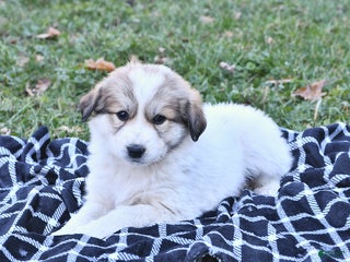 Great Pyrenees dogs Haley - Ad 4