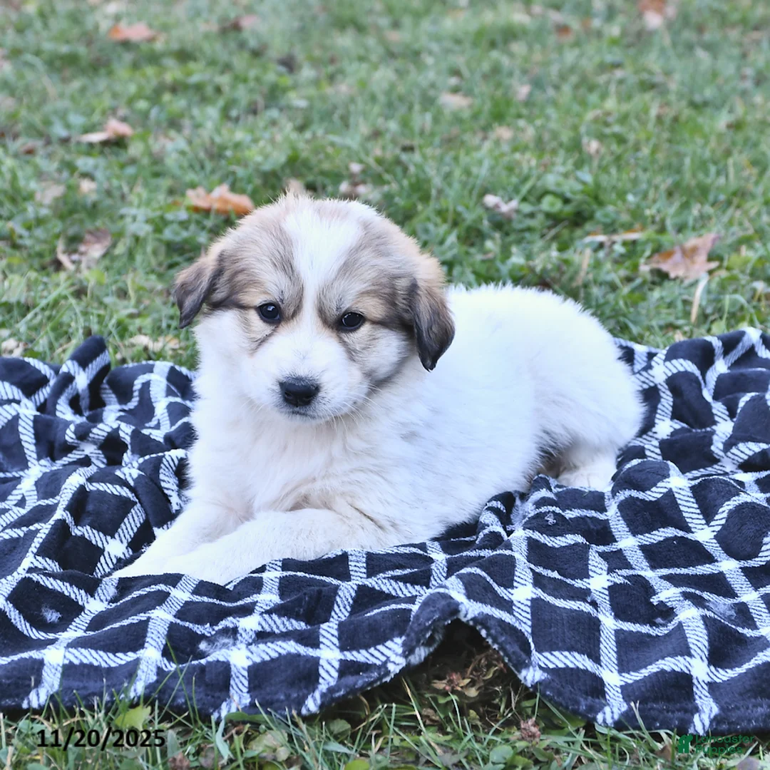 Great Pyrenees dogs for sale: Haley - Ad 16