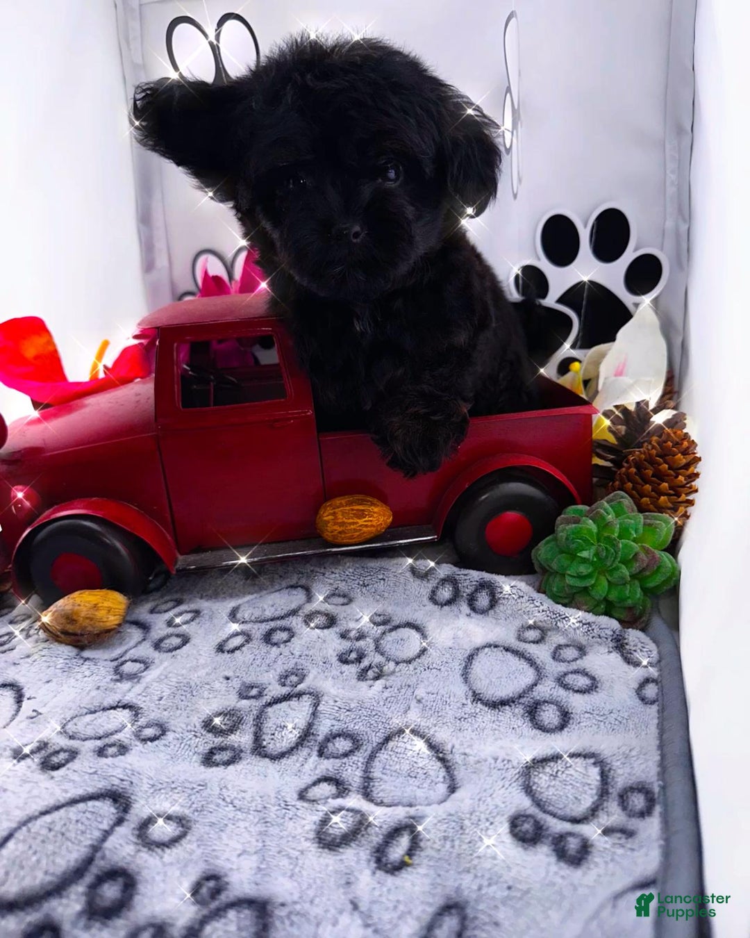 Chipoo dogs for sale: Milo - Ad 6