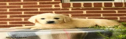 Golden Retriever dogs for sale: Pepper - Ad 5