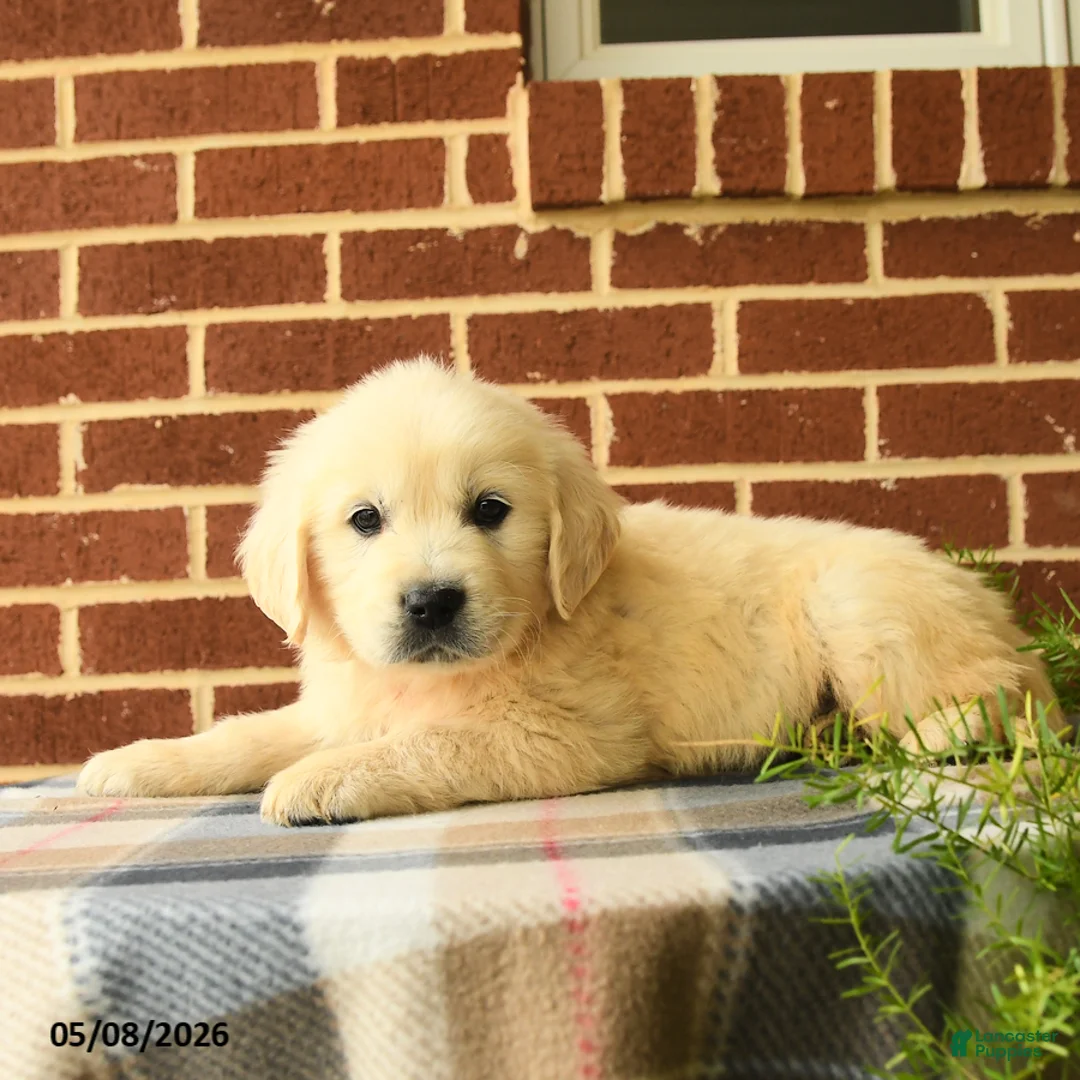Golden Retriever dogs for sale: Pepper - Ad 5