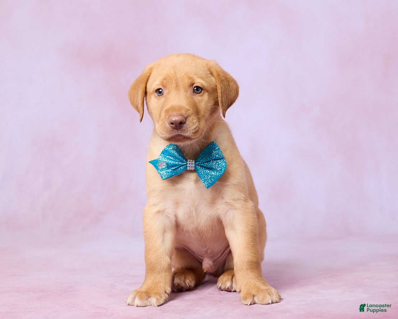Labrador Retriever dogs Dallas - Ad 1