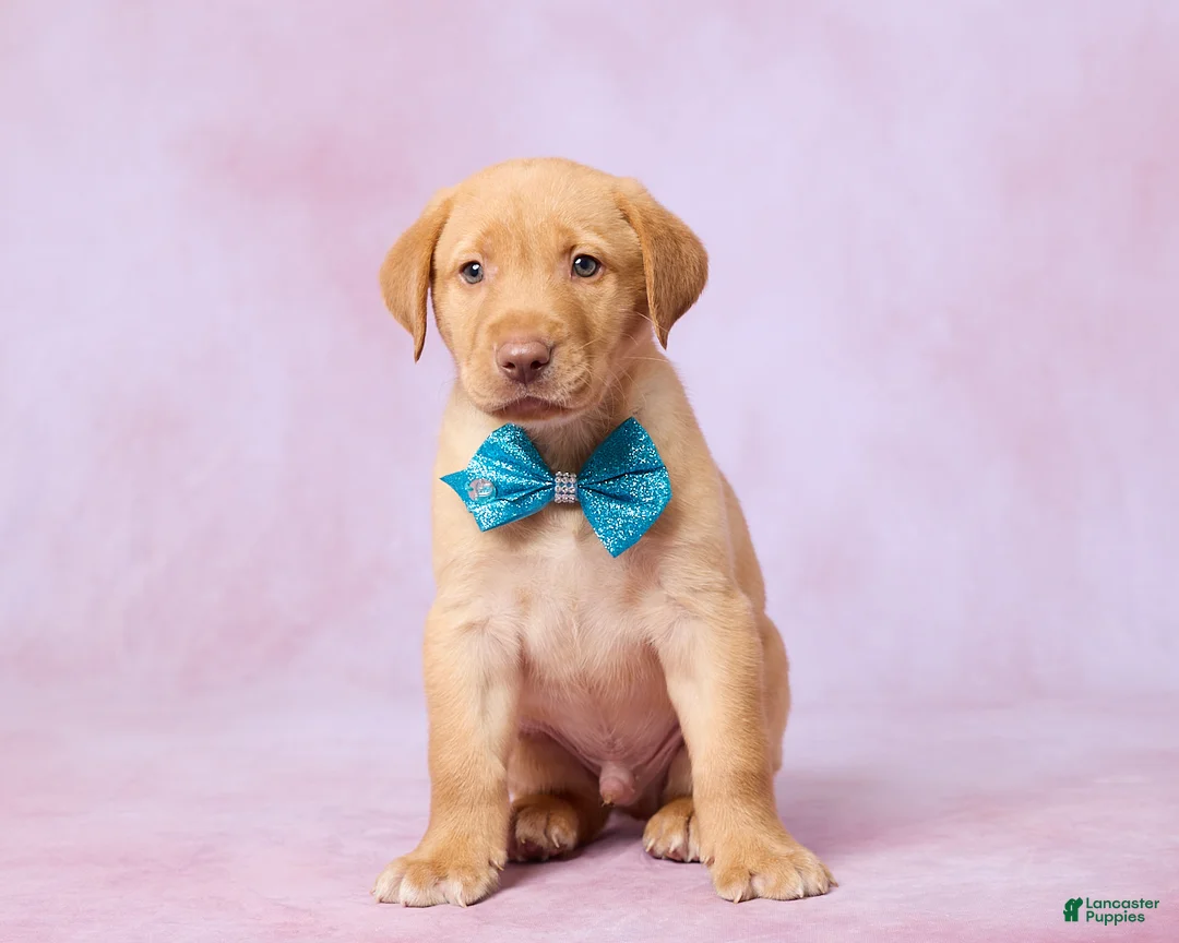Labrador Retriever dogs for sale: Dallas - Ad 1