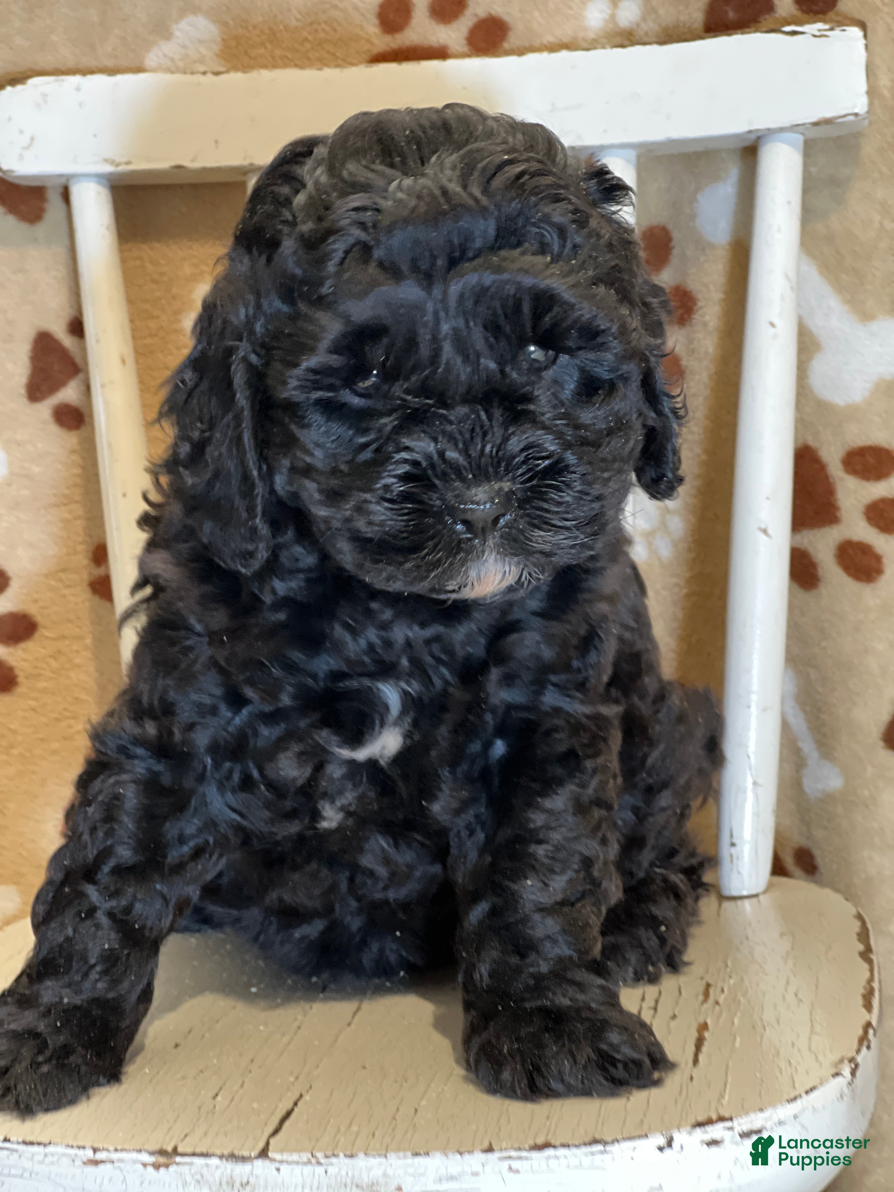 Cavapoo dogs Kitkat - Ad 40
