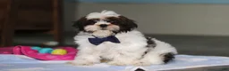 Shih Tzu dogs for sale: Elliot - Ad 4
