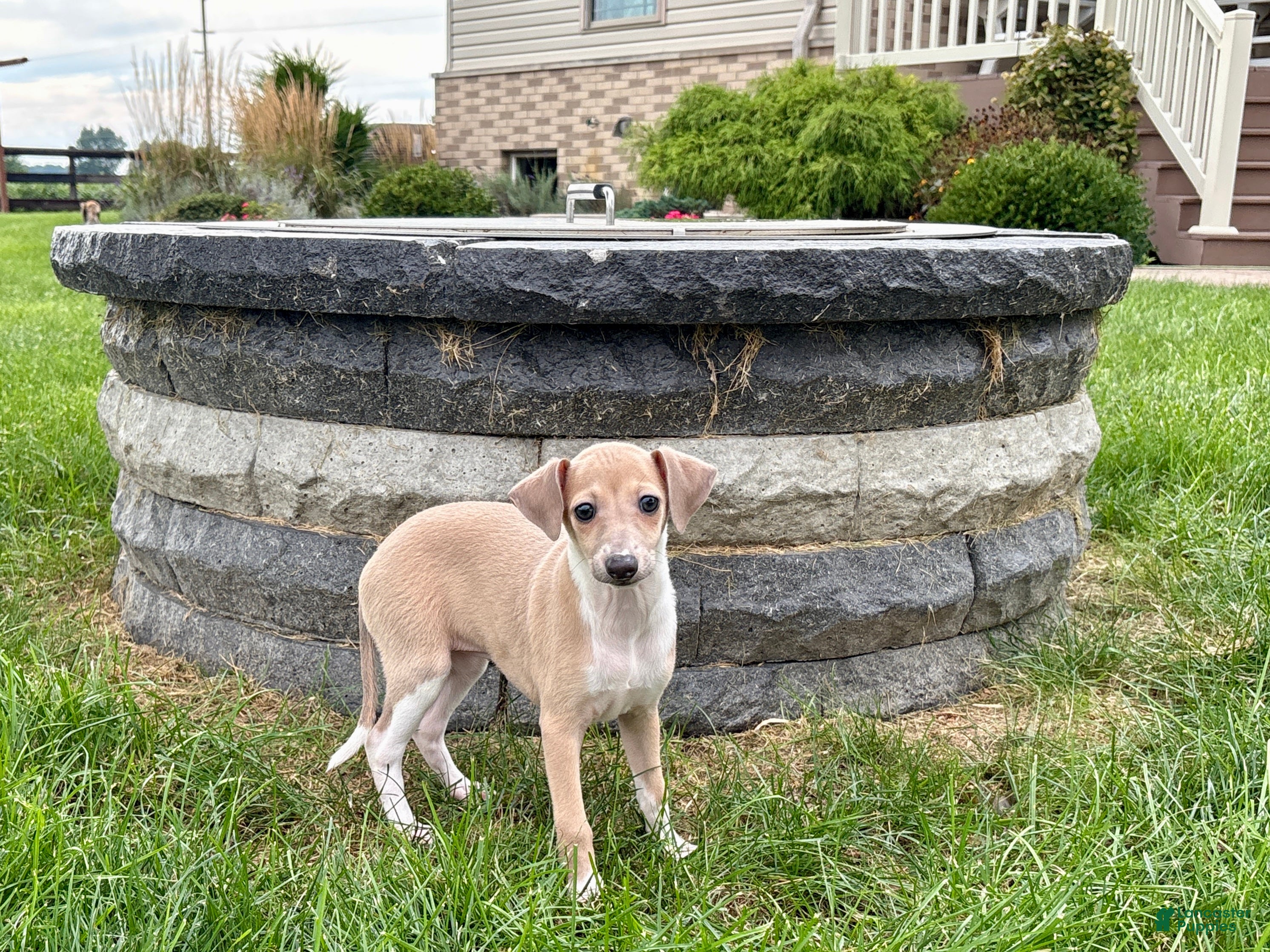 Italian Greyhound dogs Italian Greyhound female 2 fawn and white  - Ad 2
