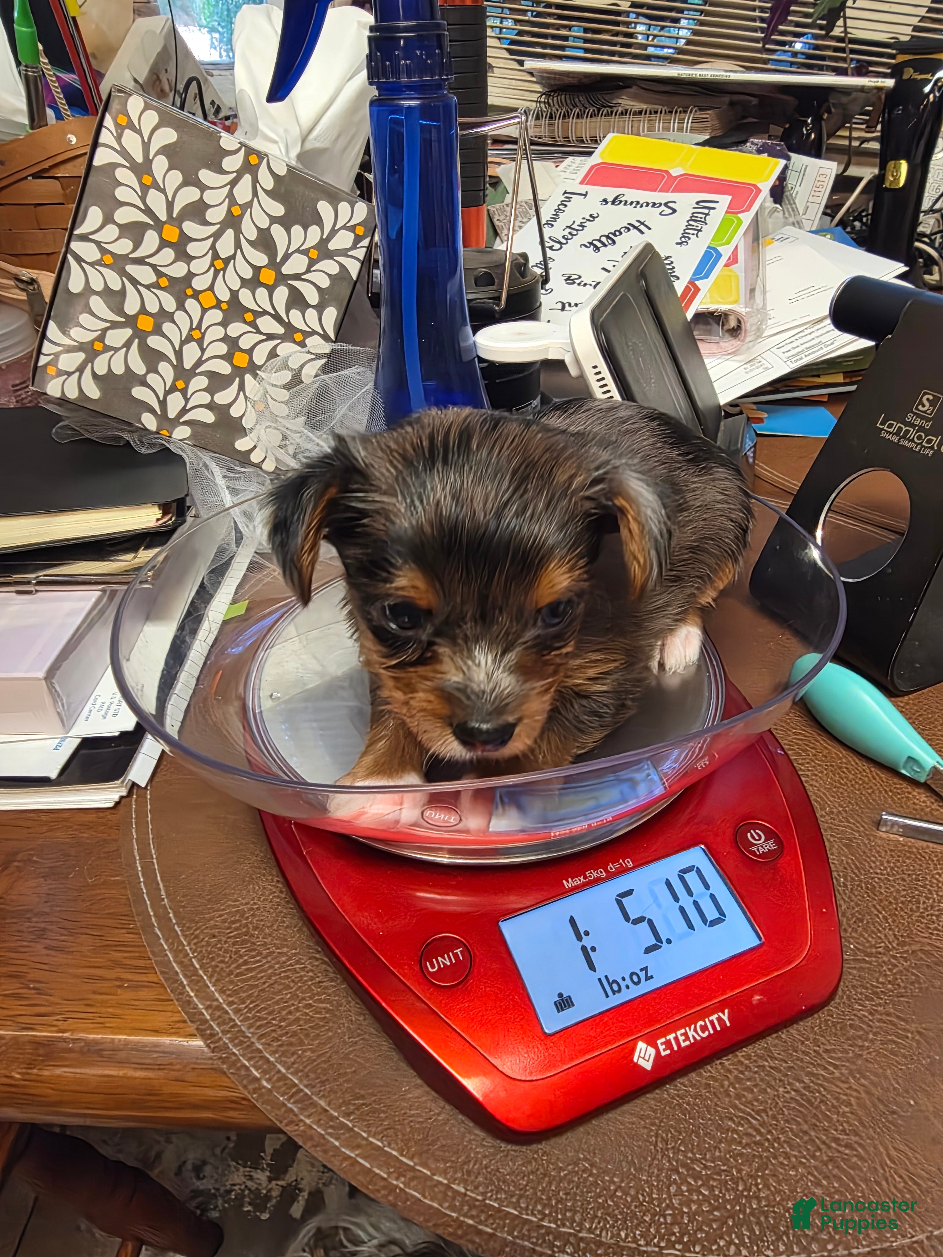 Yorkshire Terrier dogs for sale: Yorkshire Terrier Merle girl #1 - Ad 2