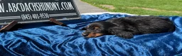Miniature Dachshund dogs for sale: Russian AKC dachshund - Ad 4
