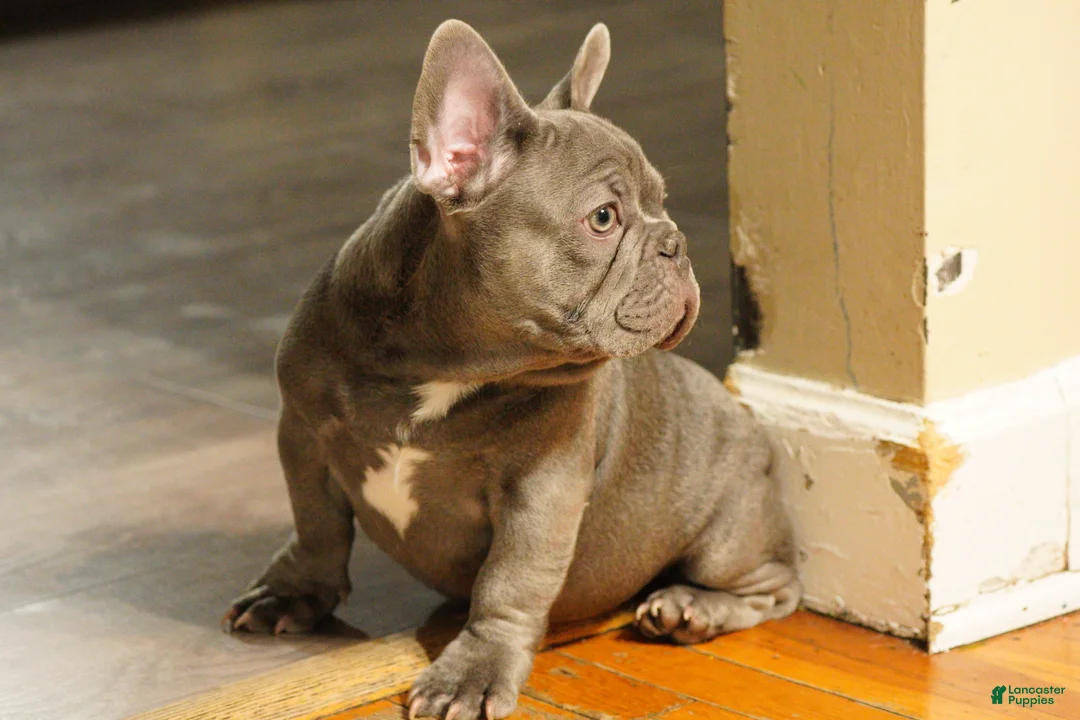 French Bulldog dogs for sale: French Bulldog - BIGGIE 🦍 - Ad 4