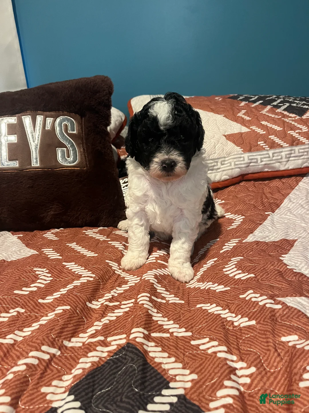 Mini Bernedoodle dogs for sale: Mini Bernedoodle 2 - Ad 2