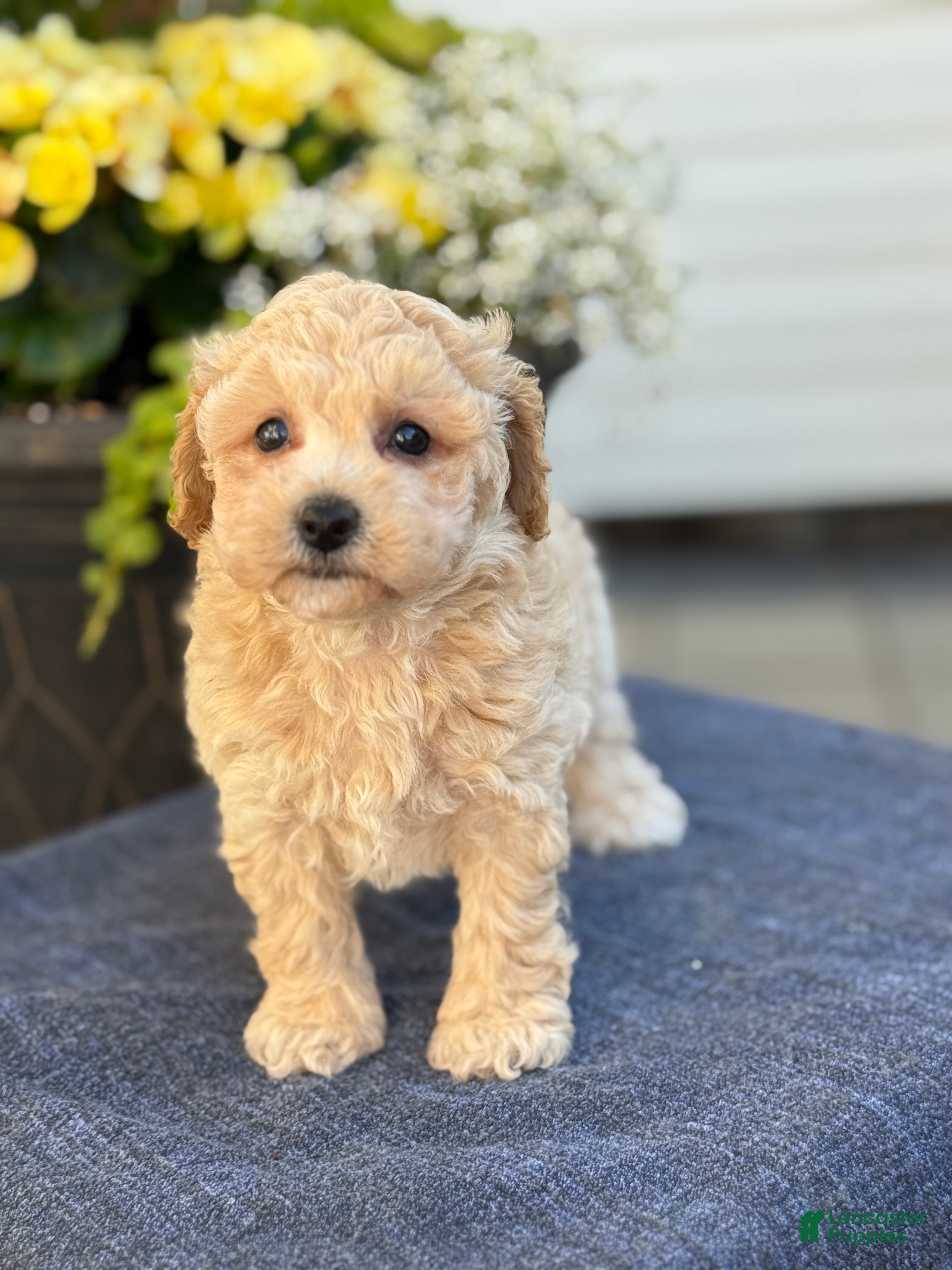 Bichpoo dogs for sale: Faye - Ad 6