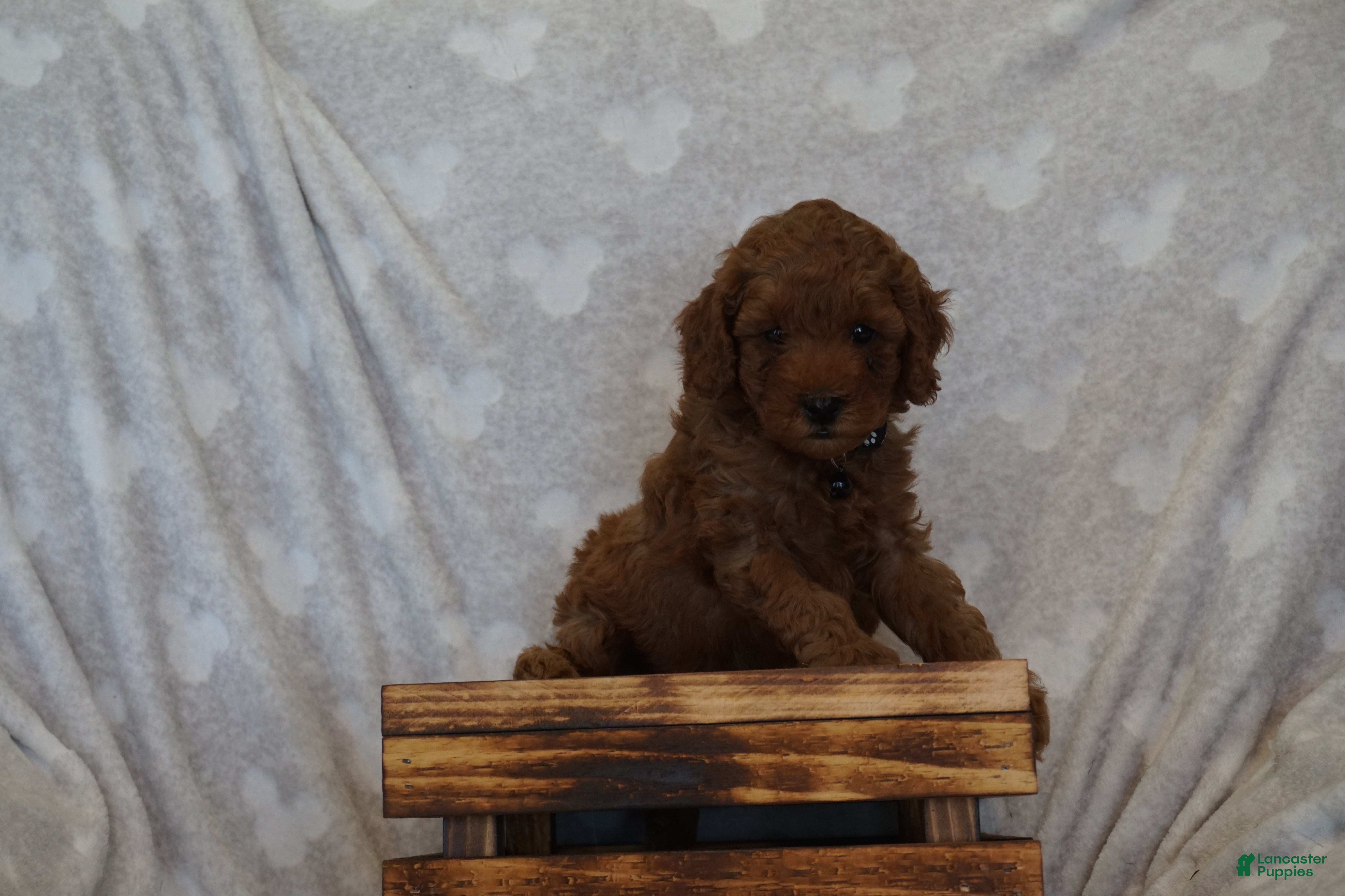 Miniature Poodle dogs Frankie - Ad 1