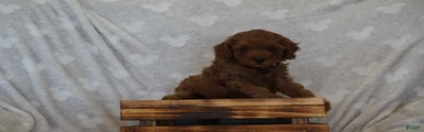 Frankie