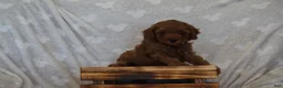 Miniature Poodle dogs for sale: Frankie - Ad 1