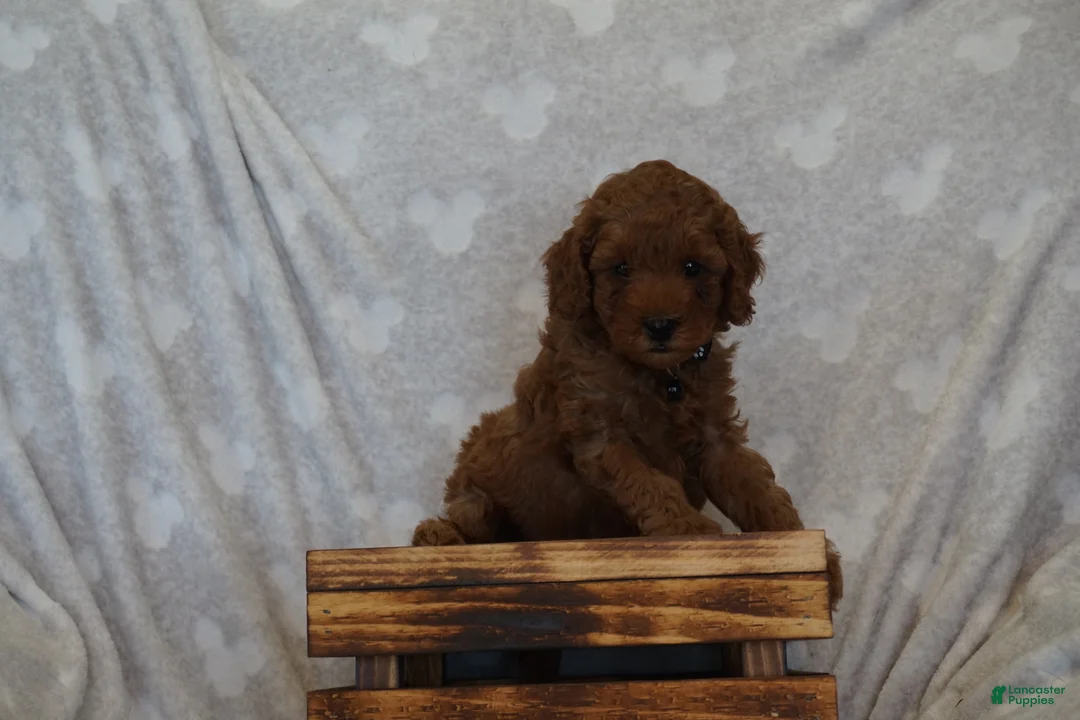 Miniature Poodle dogs for sale: Frankie - Ad 1