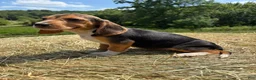 Beagle dogs for sale: Beagle 5 - Ad 5