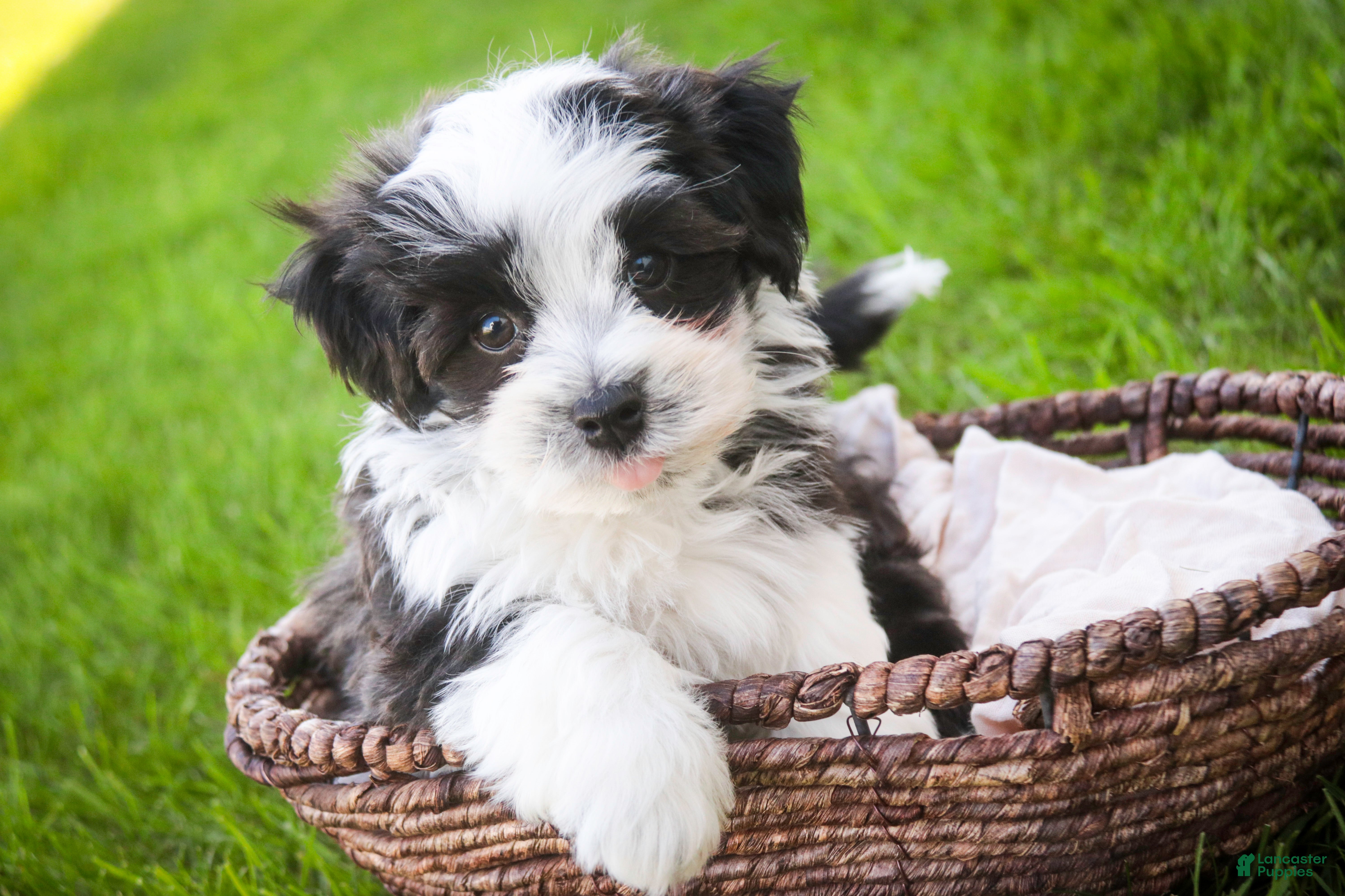 Havanese dogs Princeton - Ad 1