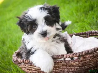 Havanese dogs for sale: Princeton - Ad 1