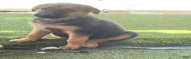 German Shepherd Puppy 5