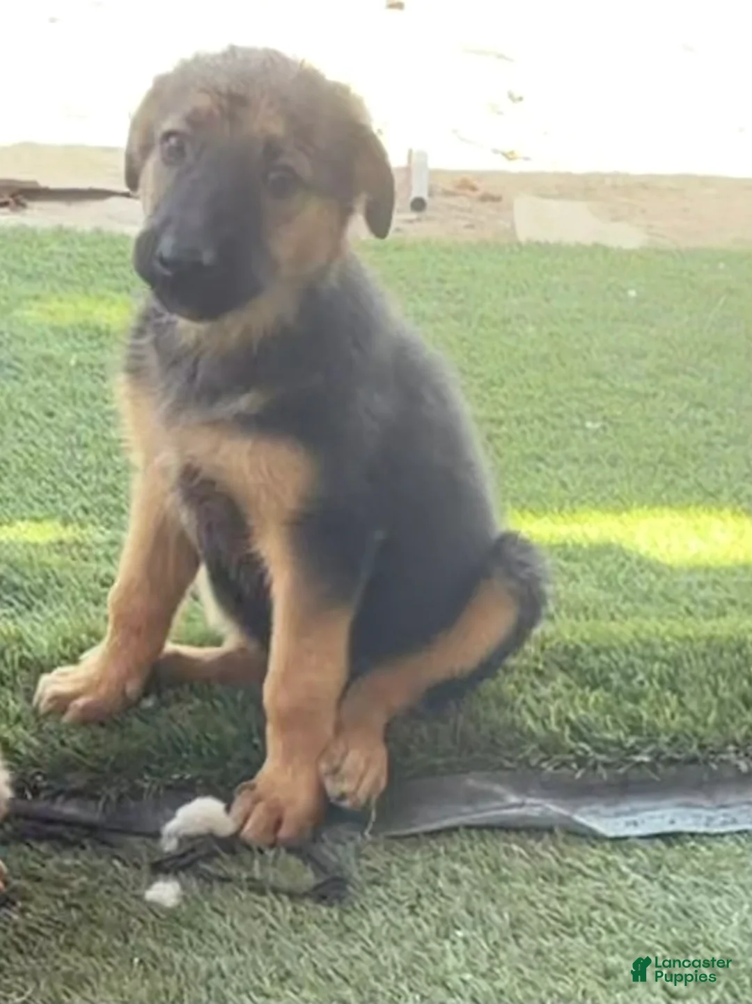 German Shepherd dogs for sale: German Shepherd Puppy 5 - Ad 1