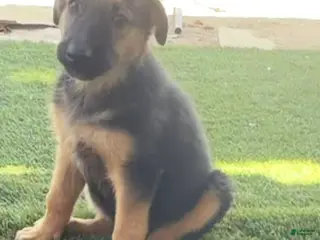 German Shepherd dogs German Shepherd Puppy 5 - Ad 11