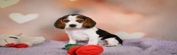 Beagle dogs for sale: OPAL - Ad 14