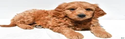 Mini Goldendoodle dogs for sale: Asher - Ad 3