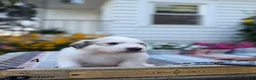Great Pyrenees dogs for sale: Nicky - Ad 3