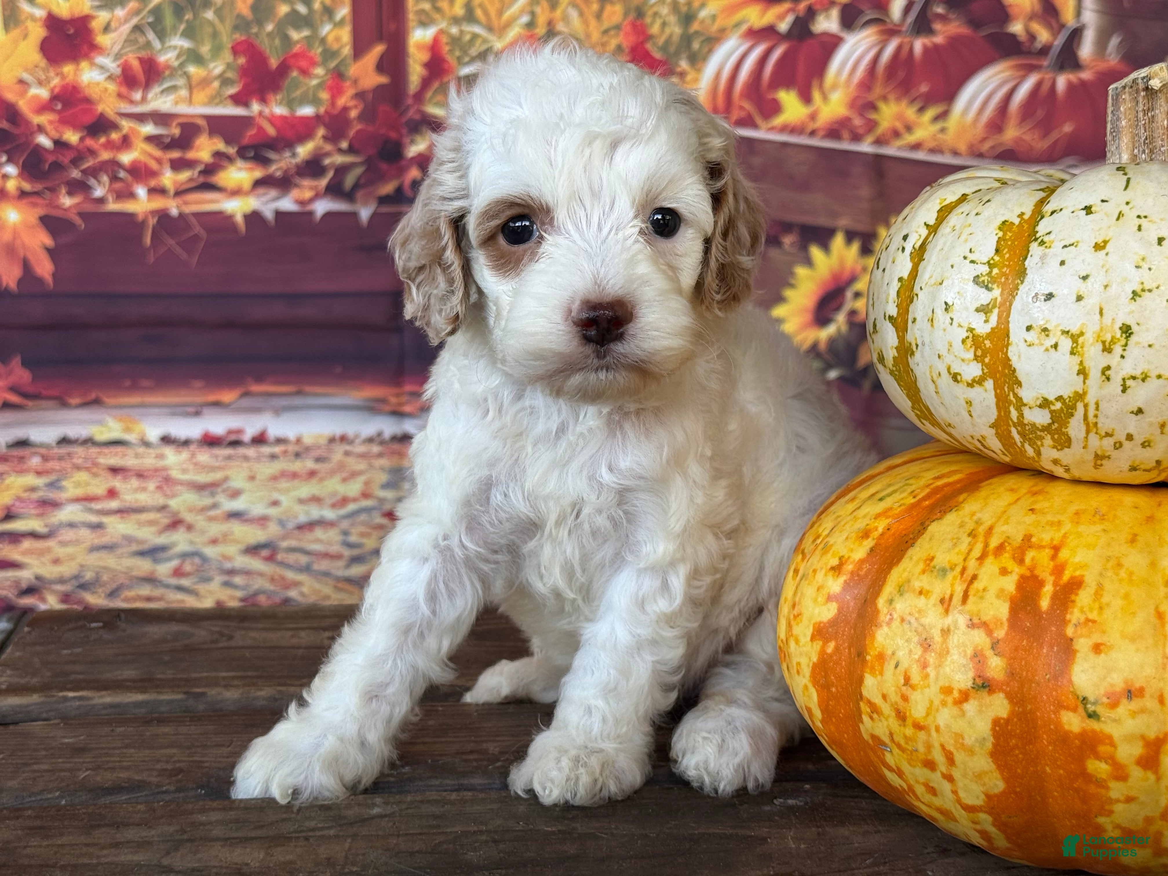 Cockapoo dogs Channel - Ad 2